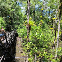 Ecolodge El Almejal, 巴伊亚索拉诺 — 照片 5