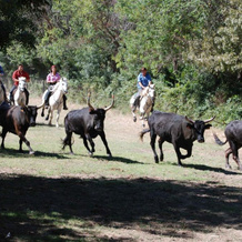 La Nanou'che (roulotte en Camargue), 勒卡亚尔 — 照片 3