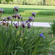 Le Domaine du Lac, Saint-Nicolas-de-la-Grave — photo 2