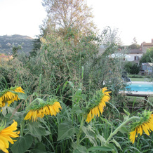 Podere Casorbica, Cortona — photo 2